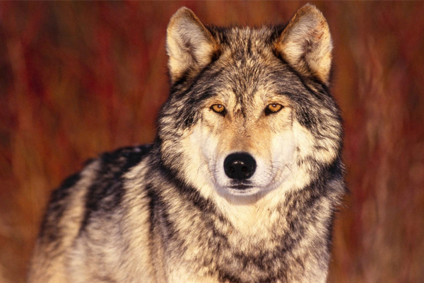 Wisconsin Hunters Bag  4 Wolves on Opening Day