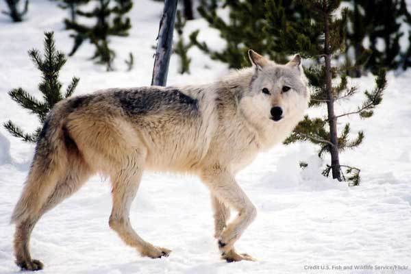 Michigan Inaugural Wolf Season Set to Open 