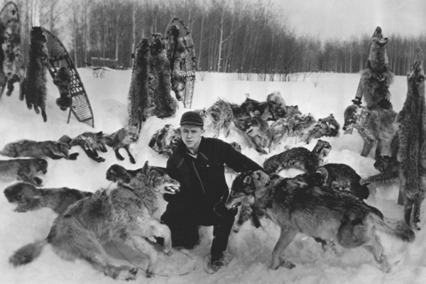 Minnesota Hunters Snatch-up Leftover Wolf Licenses