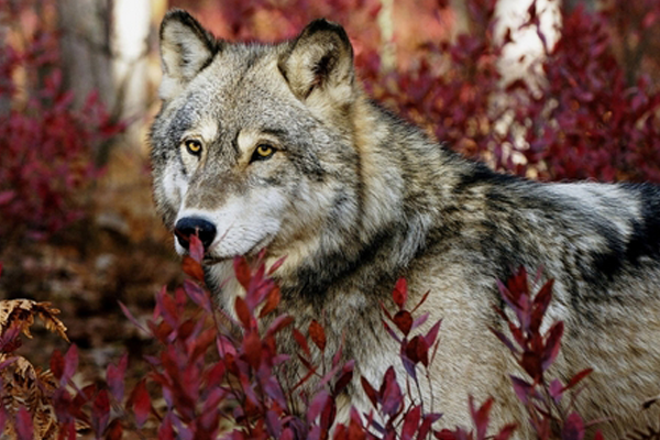 Minnesota Wolf Hunt will proceed as planned