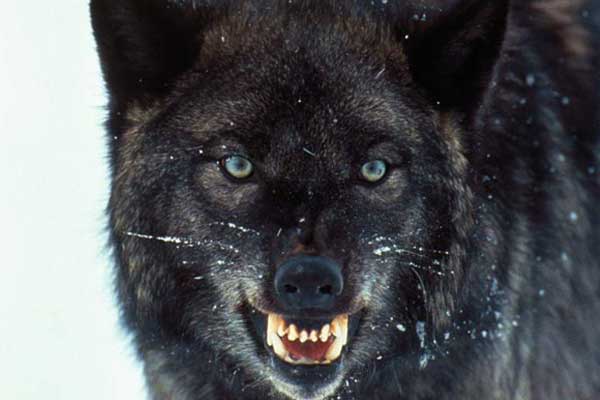 Wolf killed in Hailey, ID confirmed to be infected with Canine Parvovirus