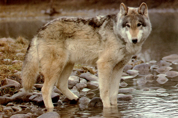 Wolf Season Opens Statewide in Idaho