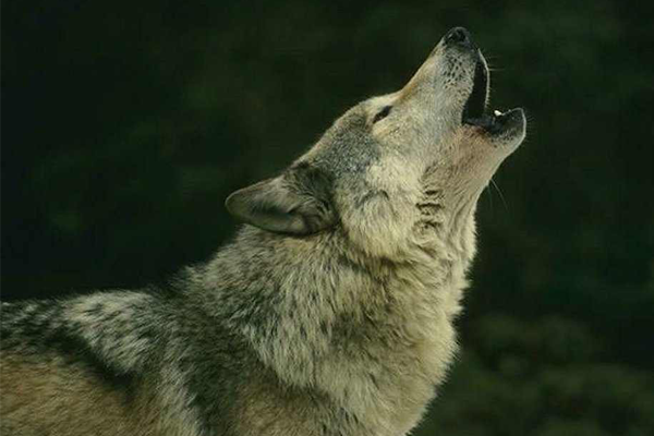 Fifty Wolves Killed During Opening Weekend in Minnesota