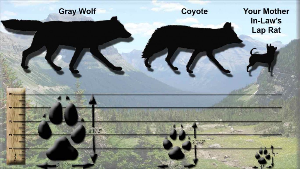 Identifying Wolves